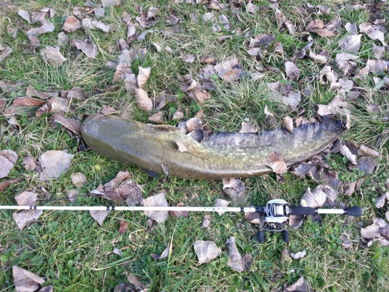 Siluro di GAS sul Po di Primaro