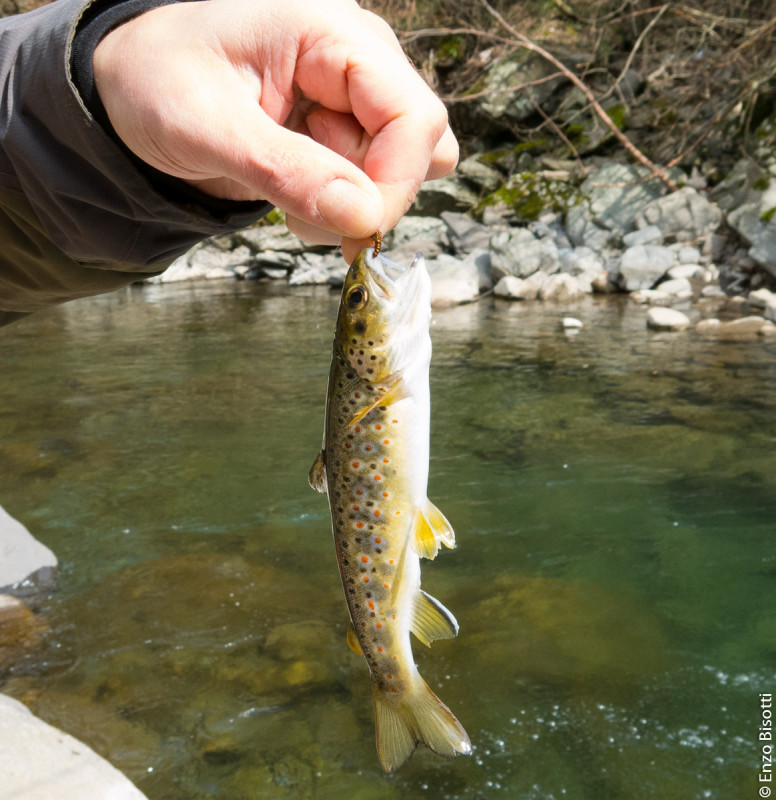 Magnifica Livrea di una Fario sul Limentra, per www.iopescopositivo.it