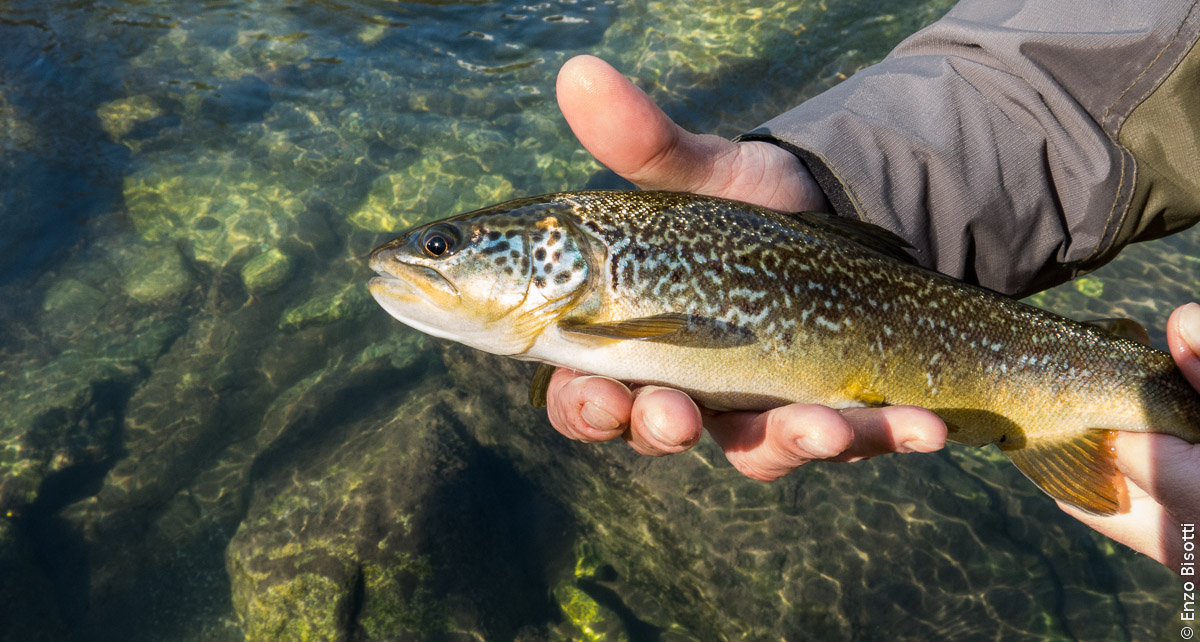 Trota IBRIDA, a dominanza Marmorata del Sarca per IOPESCOPOSITIVO.it