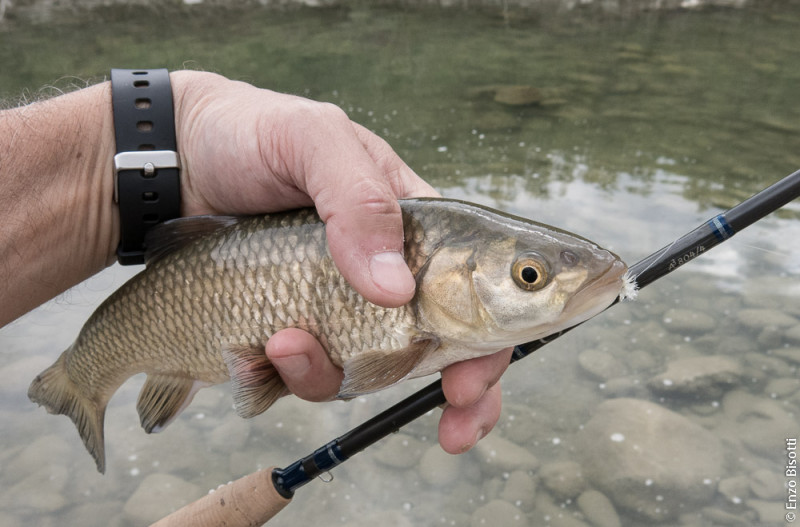 Enzo a mosca, a Lama di Reno per iopescopositivo.it.