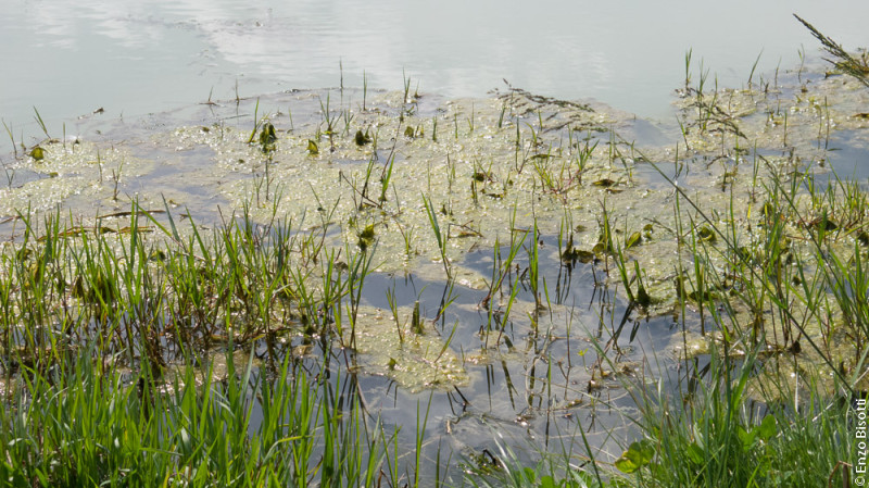 Gastone di Magilla BASS al Poggetto per iopescopositivo.it.