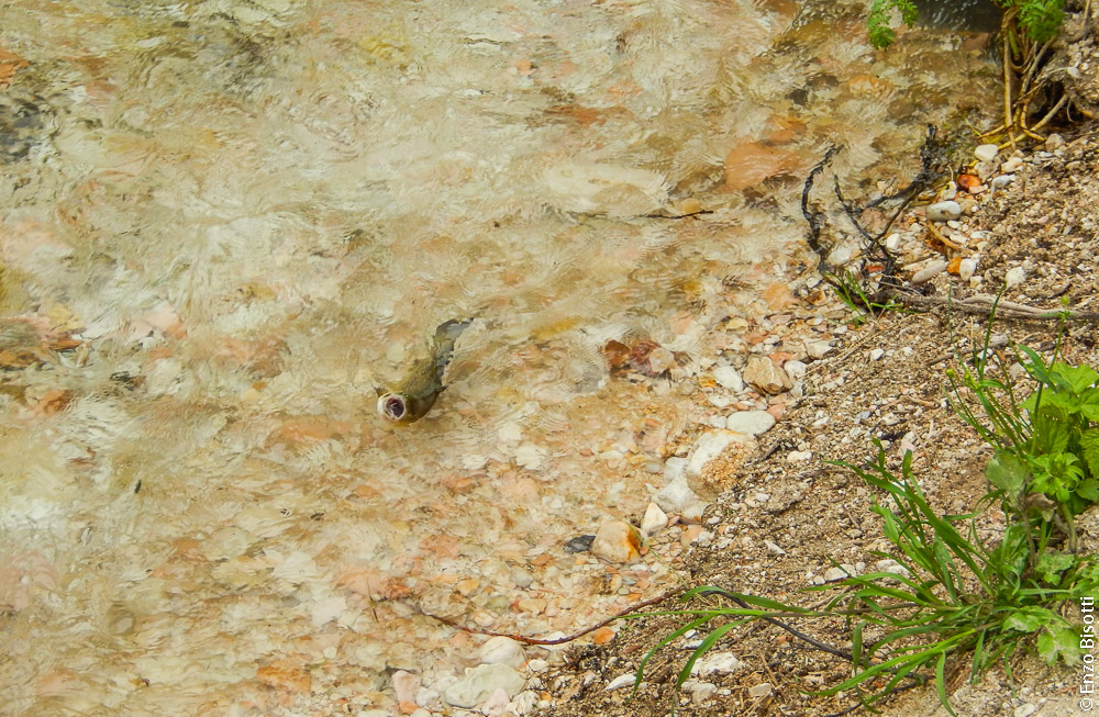 Simone sul Nera10, per iopescopositivo.it