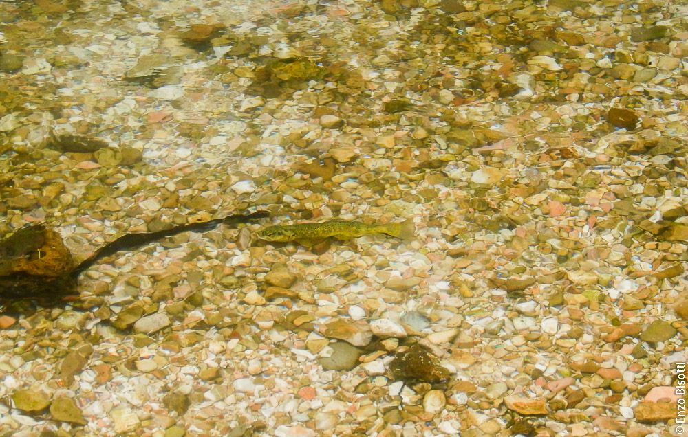 Simone sul Nera7, per iopescopositivo.it