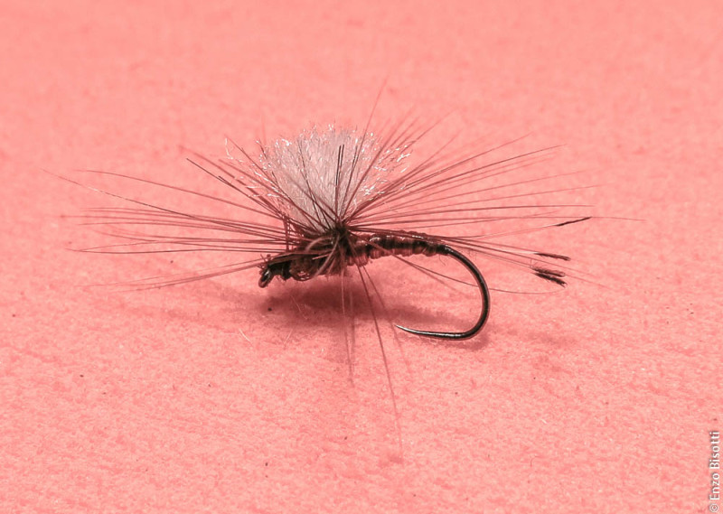 Effimera in Spanflex per iopescopositivo.it