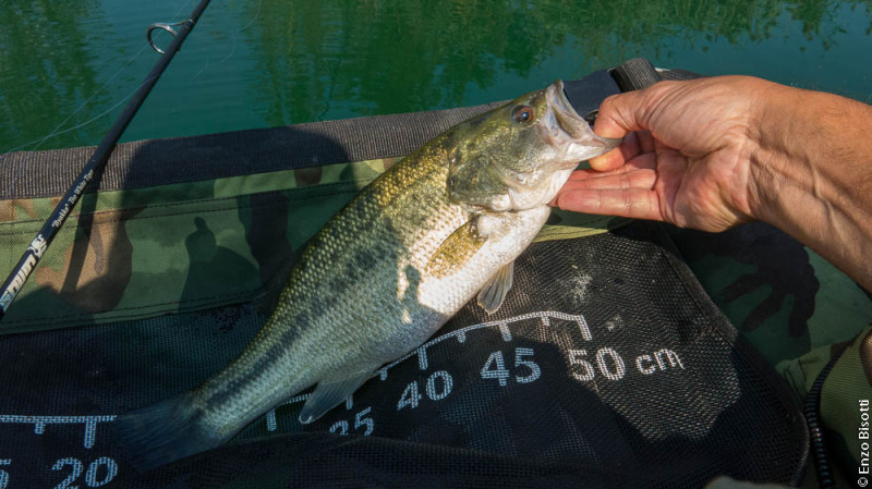 Bass 2 By Enzo Bisotti, per IoPescoPositivo.it