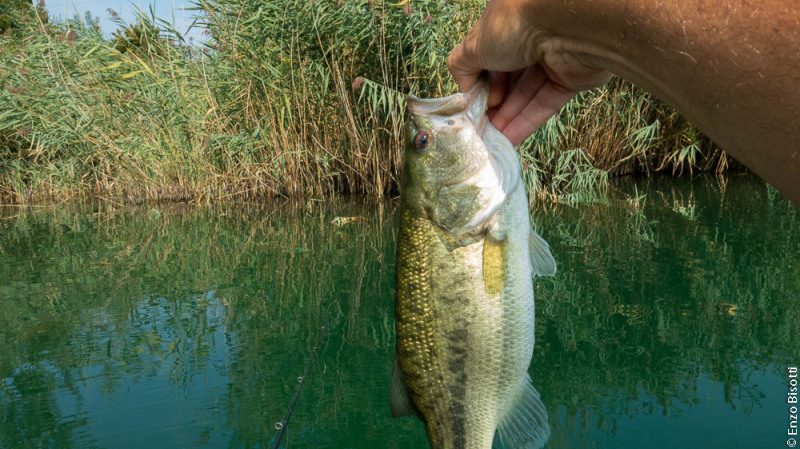 Bass By Enzo Bisotti, per IoPescoPositivo.it