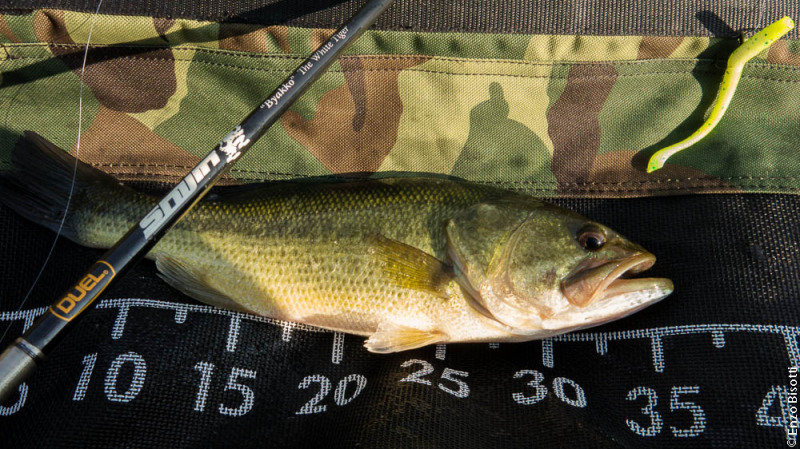 Bas al Verginese per IoPescoPositivo.it By Enzo Bisotti