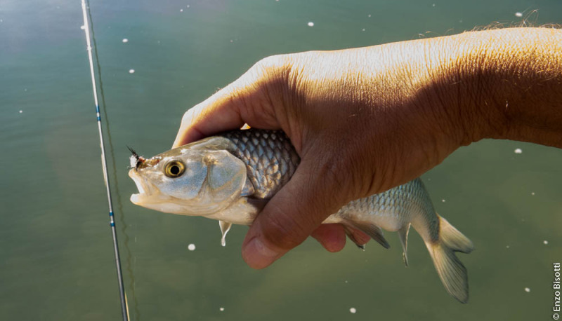 Cavedano Enzo Bisotti per IOESCOPOSITIVO.it