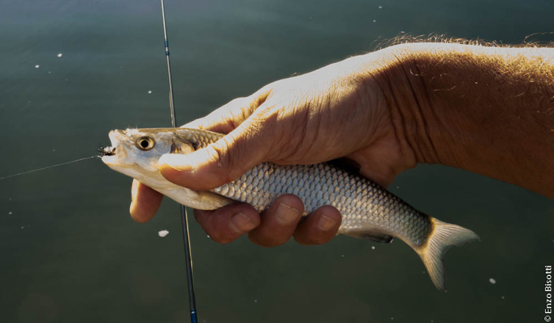 Cavedano Enzo Bisotti per IOESCOPOSITIVO.it