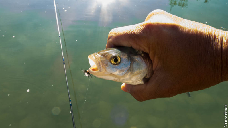Cavedano Enzo Bisotti per IOESCOPOSITIVO.it