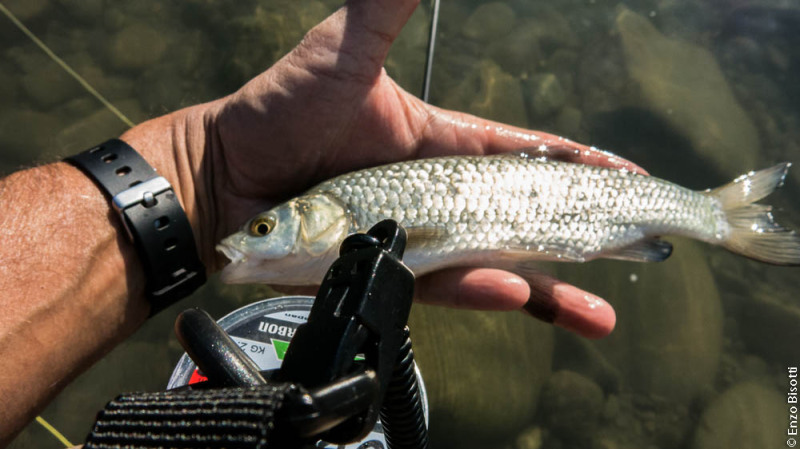 Cavedano Enzo Bisotti per IOESCOPOSITIVO.it