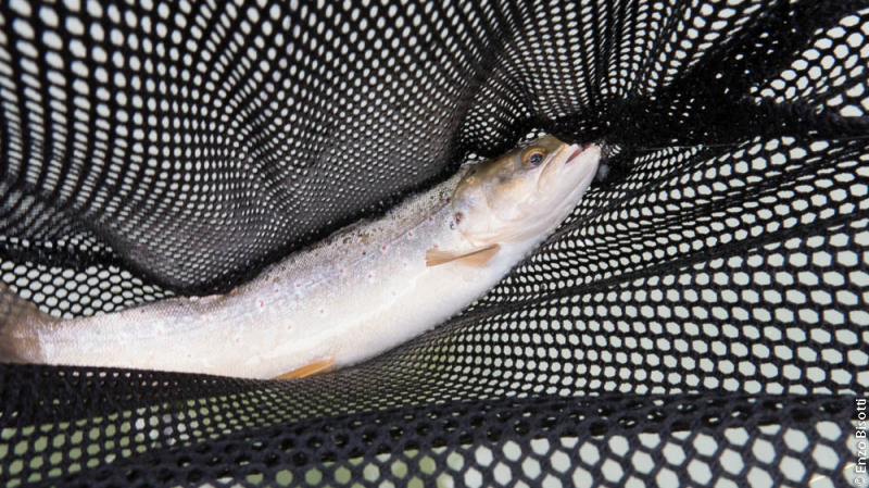 Fario 0 a Ponte Arche Enzo Bisotti per IoPescoPositivo.it