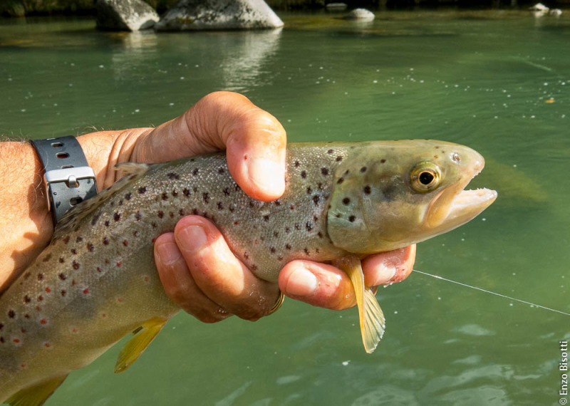 Fario 1 a Ponte Arche Enzo Bisotti per IoPescoPositivo.it