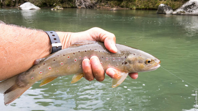 Fario 2 a Ponte Arche Enzo Bisotti per IoPescoPositivo.it