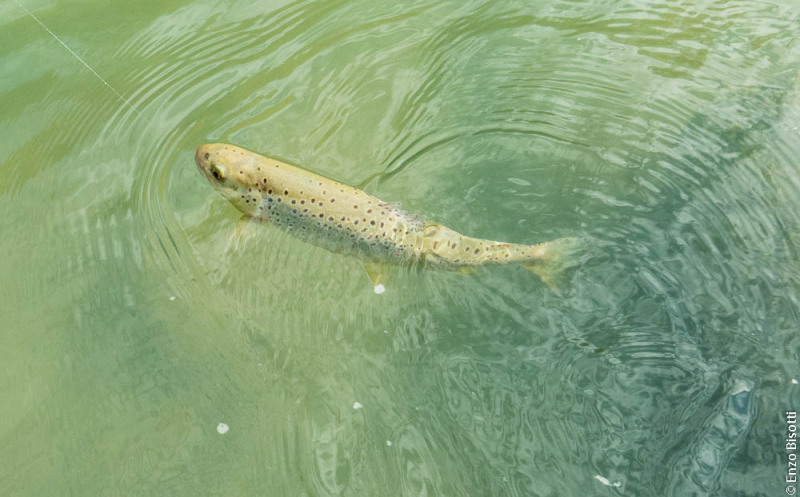 Fario a Ponte Arche Enzo Bisotti per IoPescoPositivo.it
