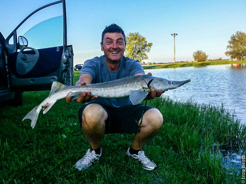 Storione di Gastone Neri, per IoPescoPositivo.it 
