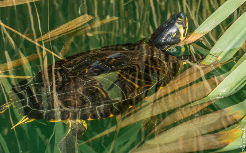 Tartaruga al Verginese per Iopescopositivo.it