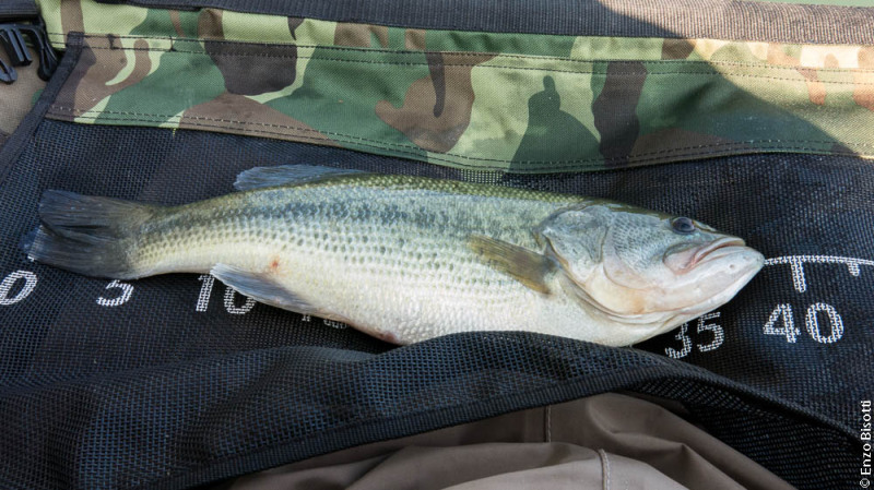 Bass by Enzo Bisotti, per iopescopositivo.it