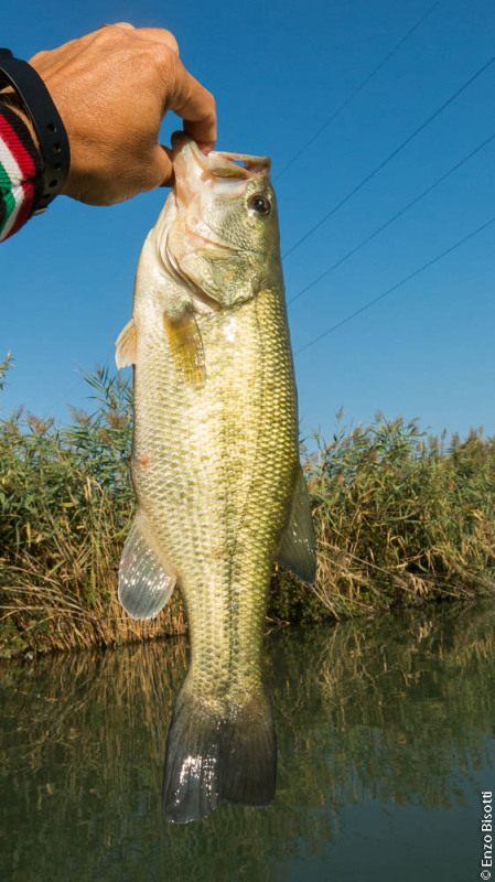 Bass by Enzo Bisotti, per iopescopositivo.it