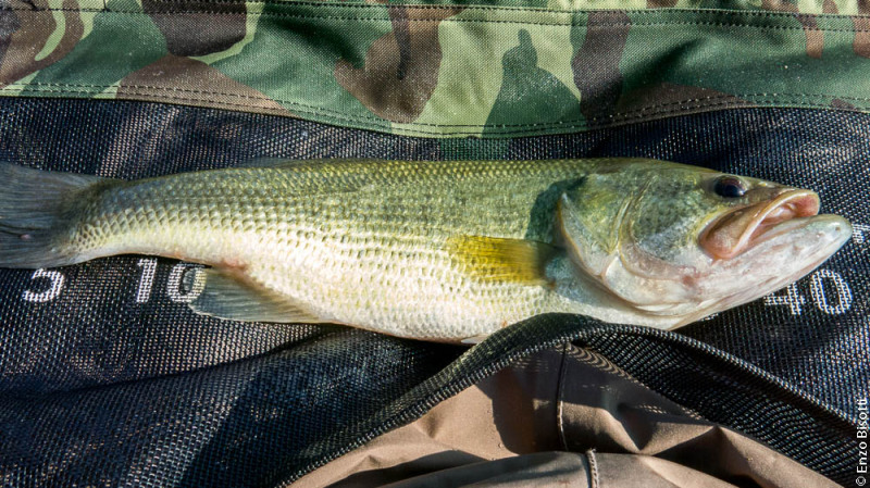 Bass by Enzo Bisotti, per iopescopositivo.it