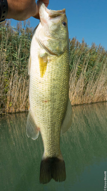 Bass by Enzo Bisotti, per iopescopositivo.it