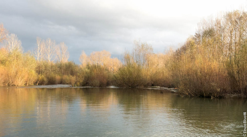 Capriolo in  TWT - per iopescopositivo.it-7