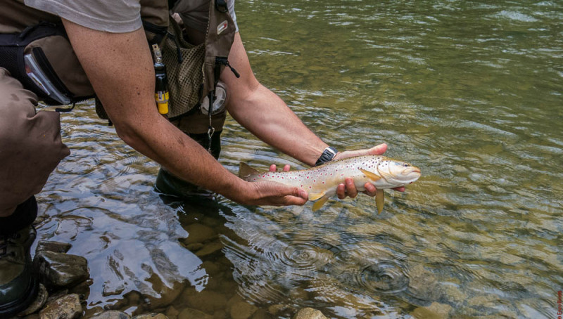 Enzo Bisotti Rilascio della "porcaccia" Tw Sieve, Maggio 2015