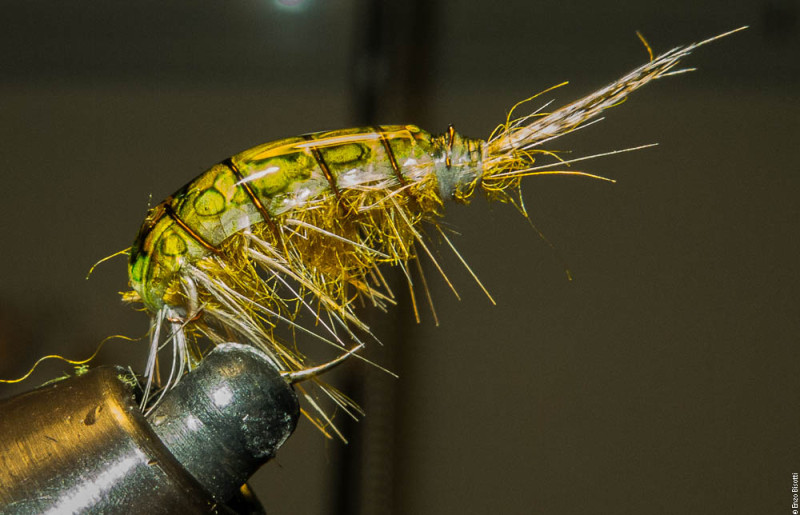 Gammarus per Sieve - Enzo Bisotti per IOPESCOPOSITIVO.it