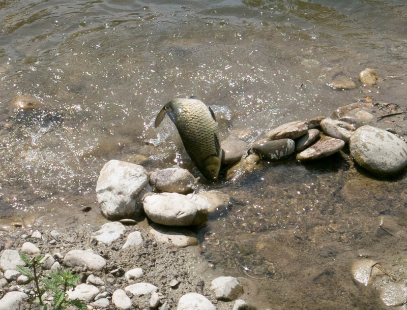 Mirko Balboni nella CAVA in TWT