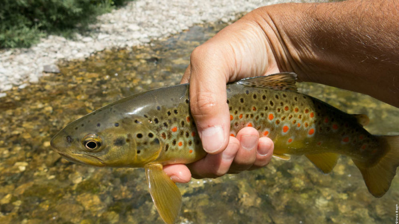 TwT Tevere 13 Giugno 2015,  per IOPESCOPOSITIVO.it  Enzo Bisotti