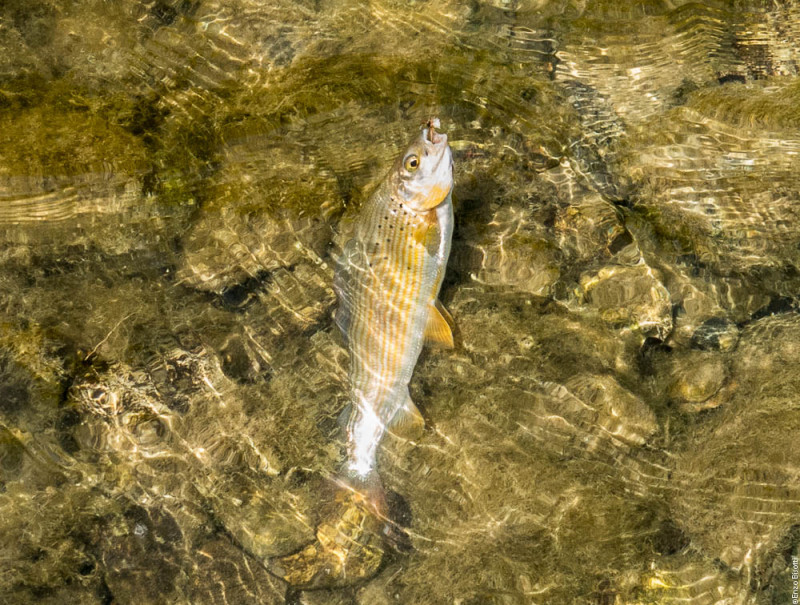 TwT Tevere 13 Giugno 2015,  per IOPESCOPOSITIVO.it  Temolo di Enzo Bisotti