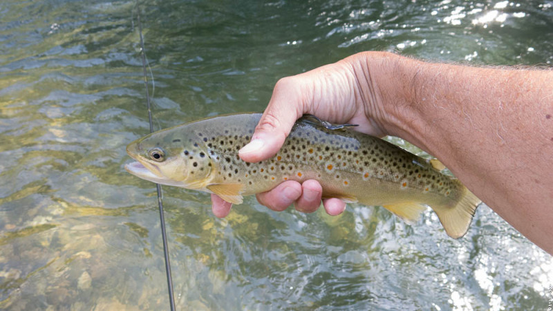 TwT Tevere 13 Giugno 2015,  per IOPESCOPOSITIVO.it (4 di 20)