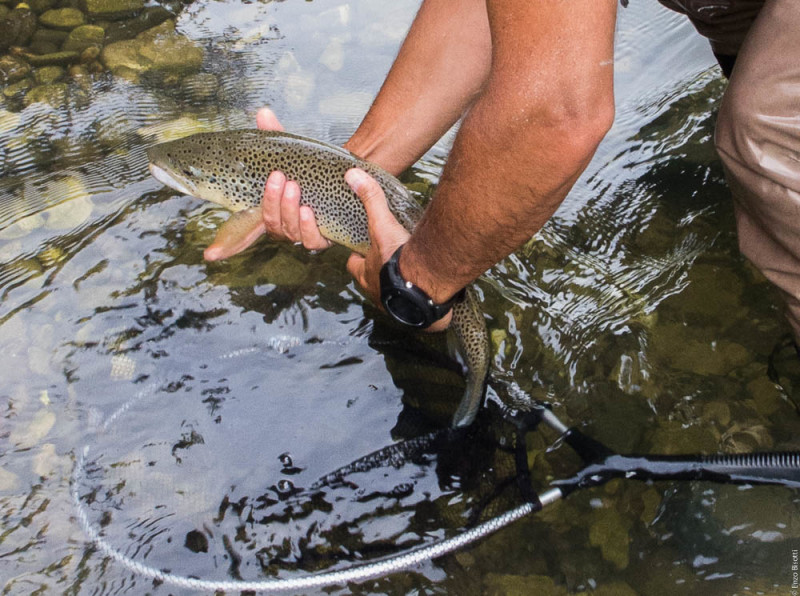 La Trota di Enzo Bisotti - per iopescopositivo.it 