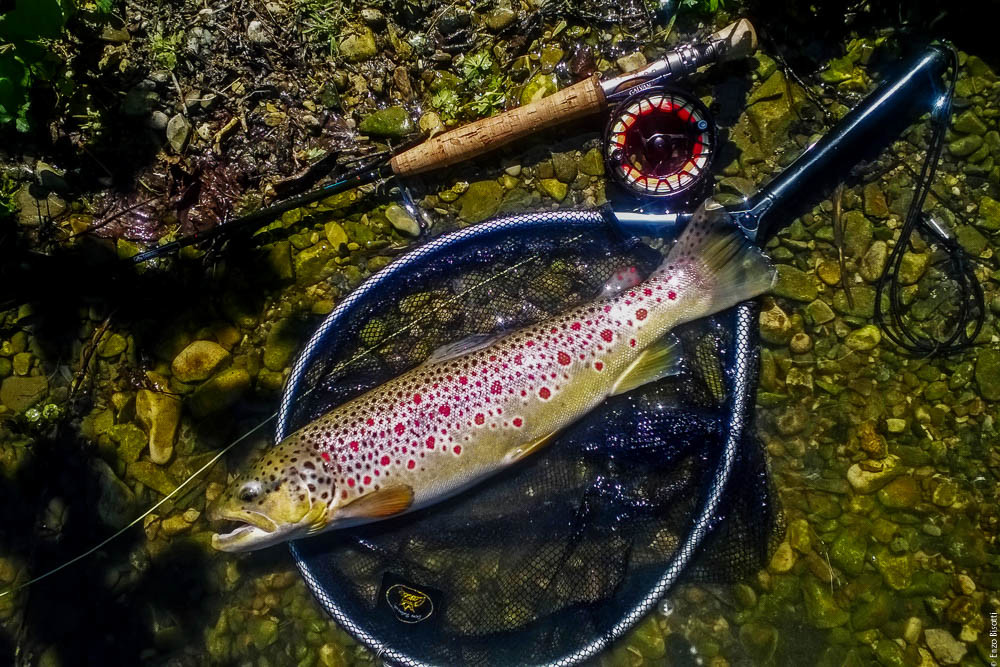 Simone Pezzi e la sua trota Puccini, in Tevere, per IOPESCOPOSITIVO.it