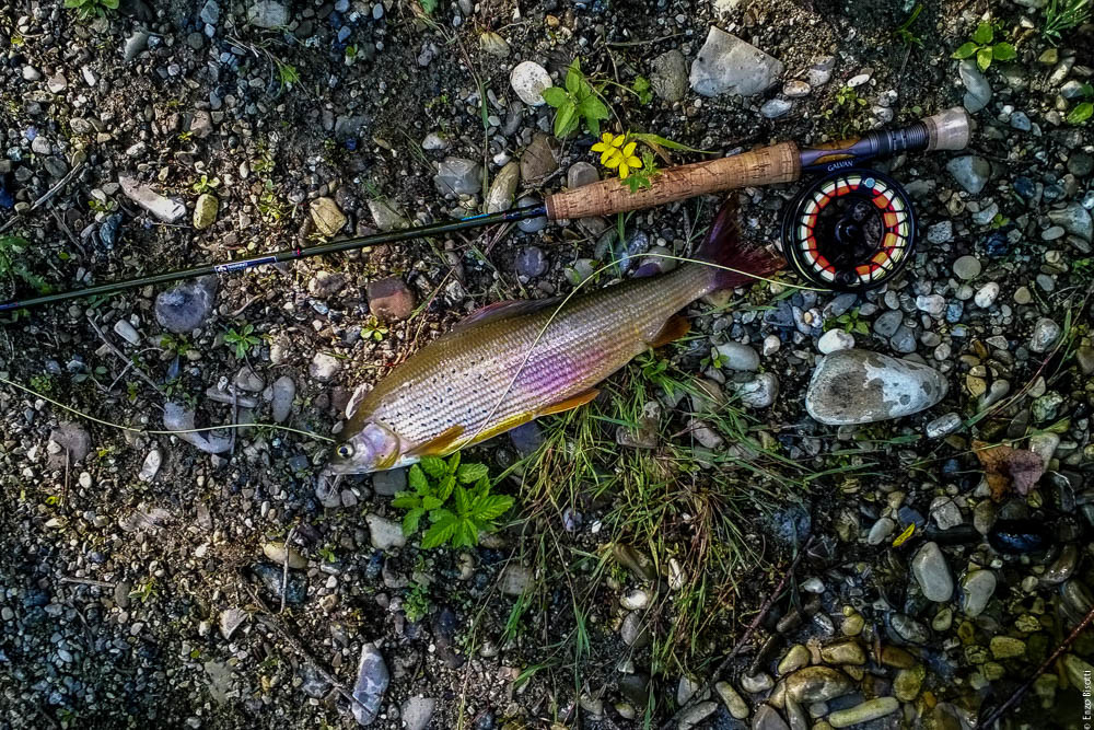 Simone Pezzi ed il suo Temolo, in Tevere, per IOPESCOPOSITIVO.it