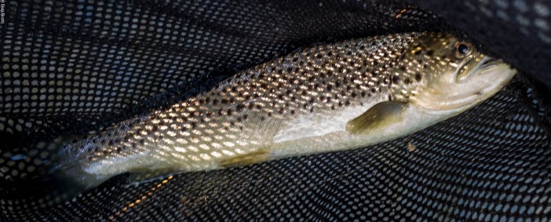 TWT in Momenti di pesca - per iopescopositivo.it