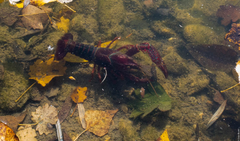 TWT - 31-10-2015 - per iopescopositivo.it