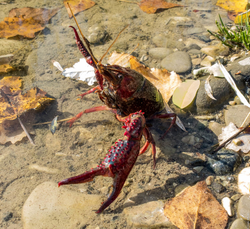 TWT - 31-10-2015 - per iopescopositivo.it (2)