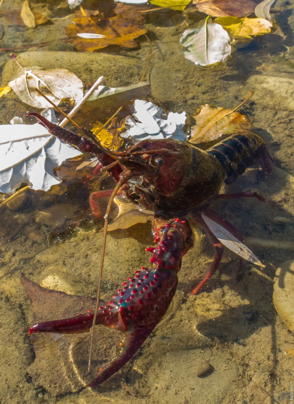 TWT - 31-10-2015 - per iopescopositivo.it (3)