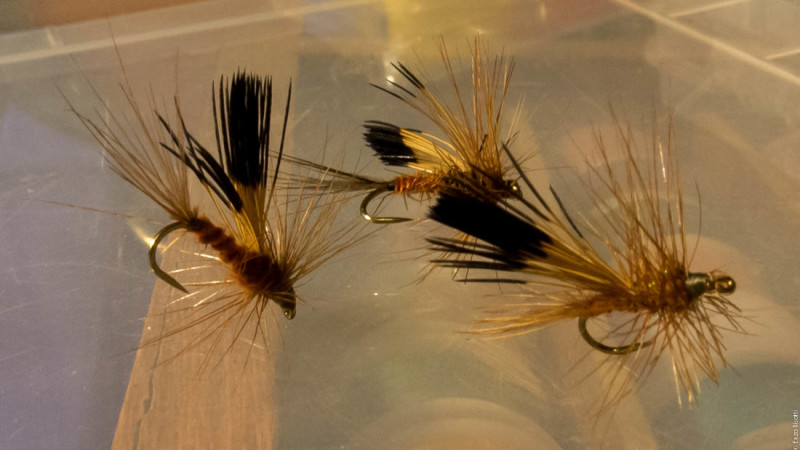 TWT - 31-10-2015 - per iopescopositivo.it (5)