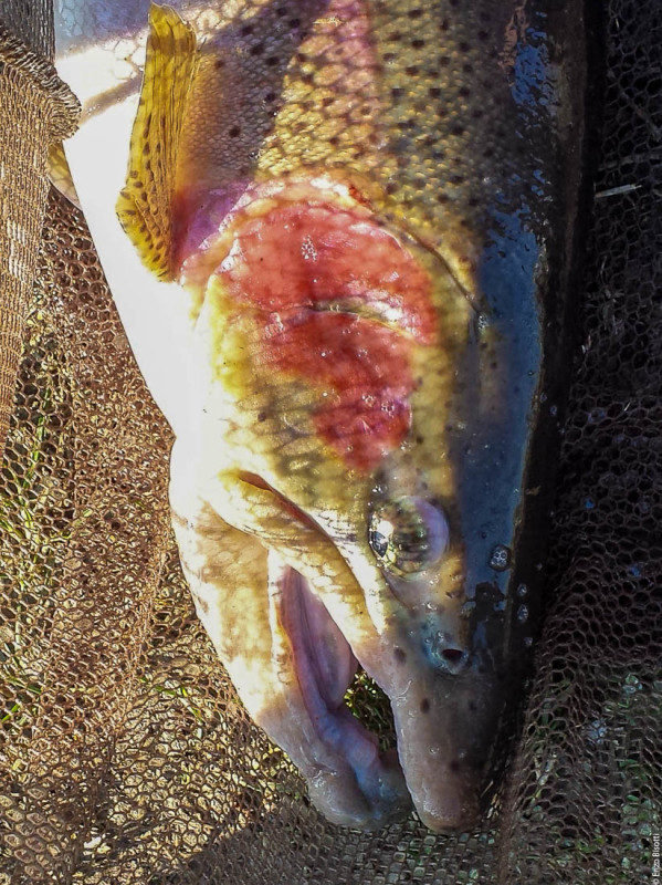 Laghi di Bubano 12-15 - Simone Pezzi
