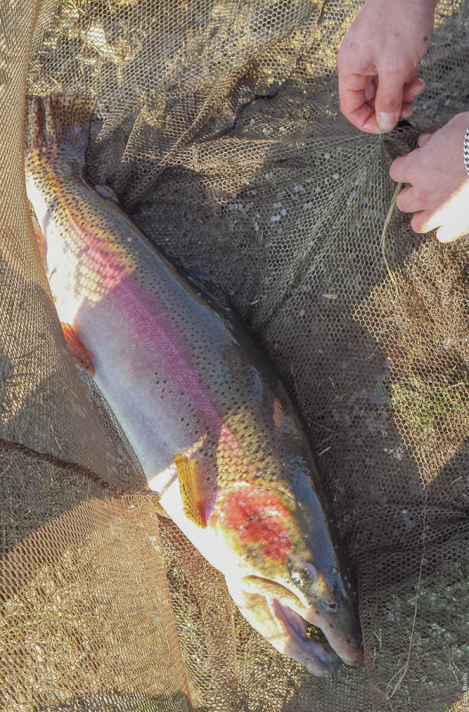 Laghi di Bubano 12-15 - Simone Pezzi