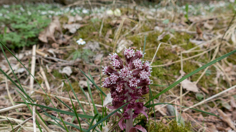 Fiore a Ponte Arche SARCA - 2016 per iopescopositivo.it