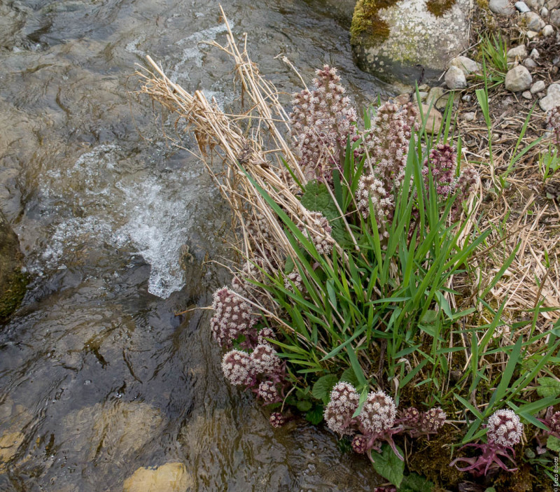 Fiori a Ponte Arche SARCA - 2016 per iopescopositivo.it