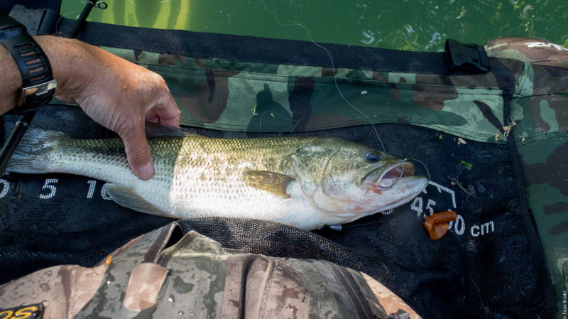 BASS di Enzo Bisotti, per Iopescopositivo.it