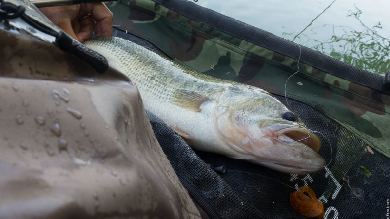 BASS di Enzo Bisotti, per Iopescopositivo.it