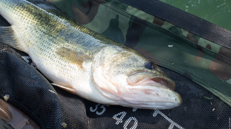 BASS di Enzo Bisotti, per Iopescopositivo.it