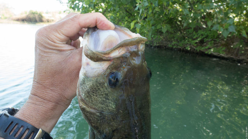 BASS di Enzo Bisotti, per Iopescopositivo.it