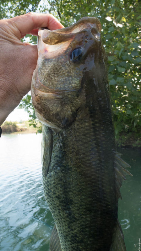 BASS di Enzo Bisotti, per Iopescopositivo.it