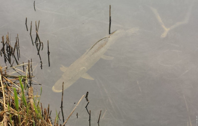 Luccio in Lago Privato 2017